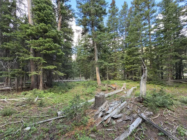 a view of a forest with trees in the background