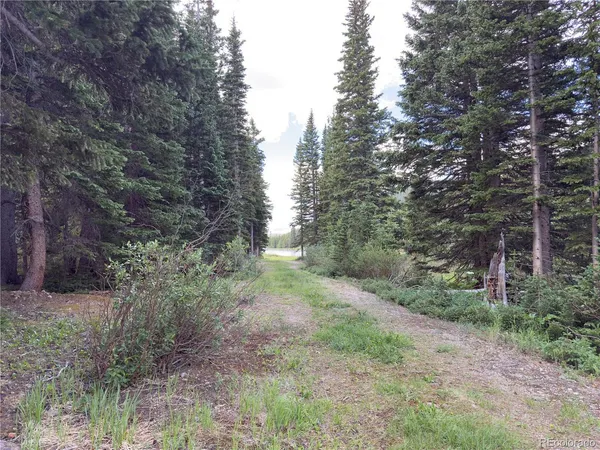 a view of a forest with a tree