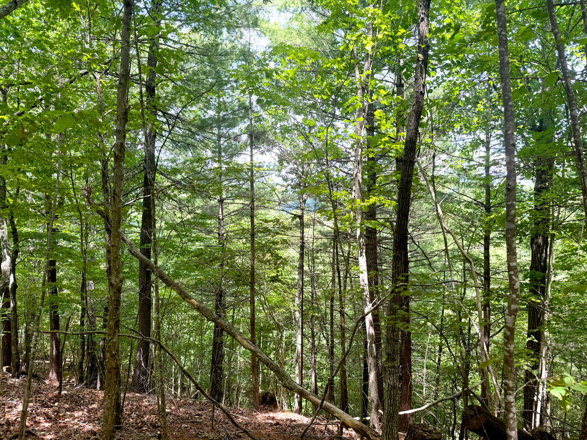 0 Lavender Road Shawsville, VA 24162 - Photo 11 of 47 a view of forest