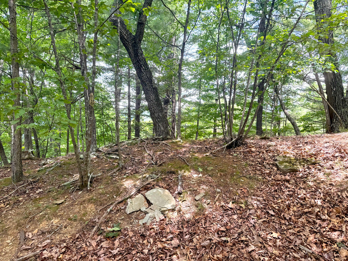 0 Lavender Road Shawsville, VA 24162 - Photo 16 of 47 a view of a forest with trees