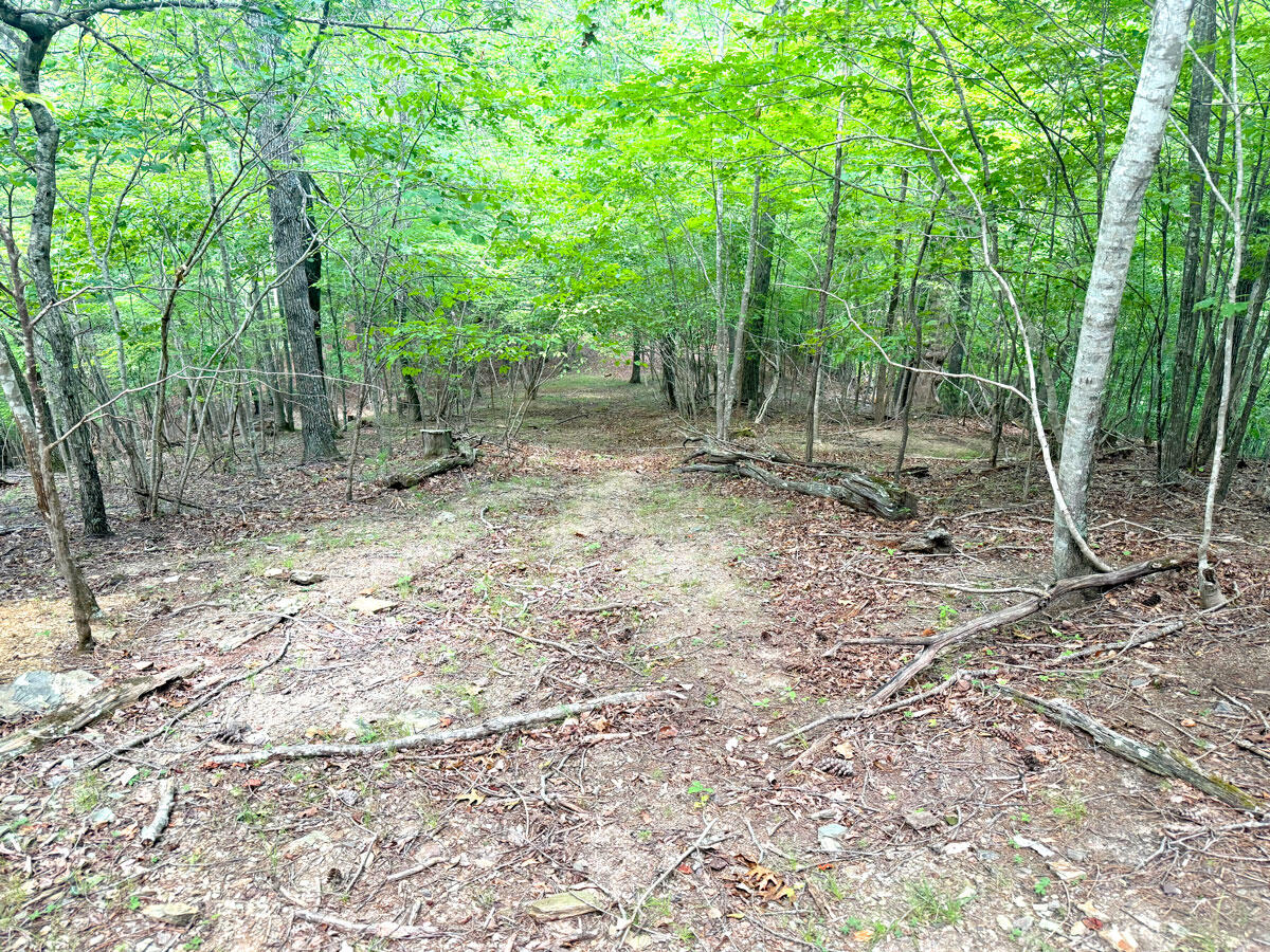 0 Lavender Road Shawsville, VA 24162 - Photo 17 of 47 a view of a forest with trees in the background
