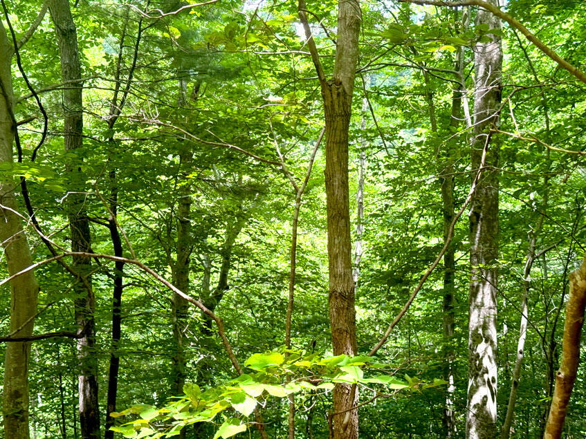 0 Lavender Road Shawsville, VA 24162 - Photo 19 of 47 a view of tree