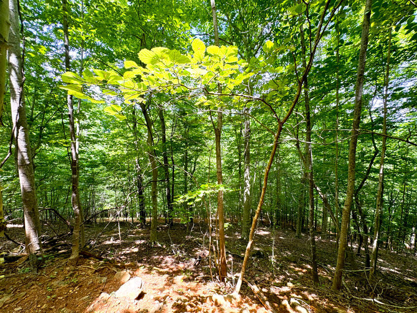 0 Lavender Road Shawsville, VA 24162 - Photo 20 of 47 a backyard of a house with lots of trees