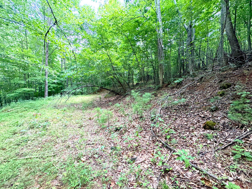 0 Lavender Road Shawsville, VA 24162 - Photo 25 of 47 a view of a lush green forest