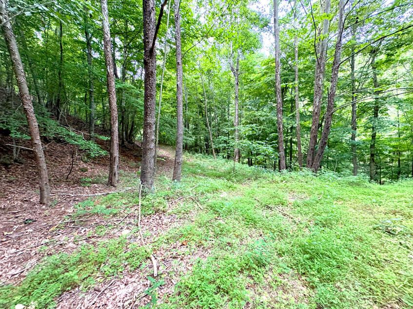 0 Lavender Road Shawsville, VA 24162 - Photo 26 of 47 a green field with lots of trees
