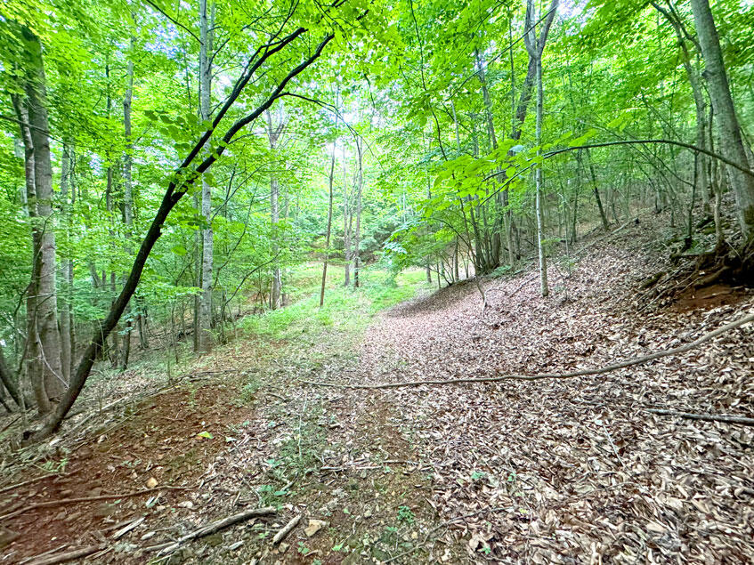 0 Lavender Road Shawsville, VA 24162 - Photo 28 of 47 a big yard with lots of green space and deers