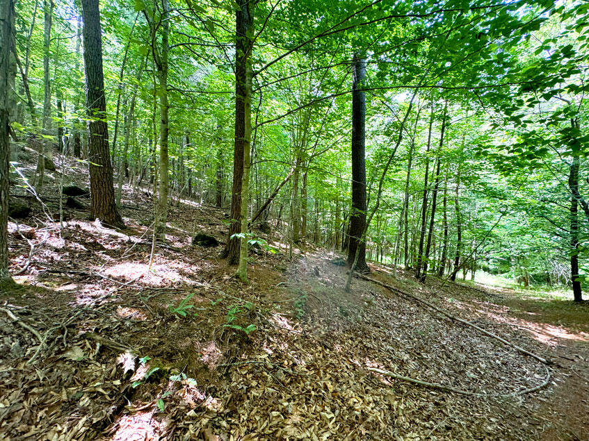 0 Lavender Road Shawsville, VA 24162 - Photo 3 of 47 a view of outdoor space and trees
