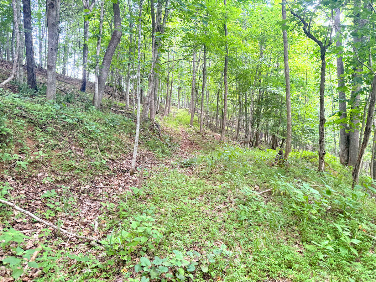 0 Lavender Road Shawsville, VA 24162 - Photo 31 of 47 a big yard with lots of green space and trees