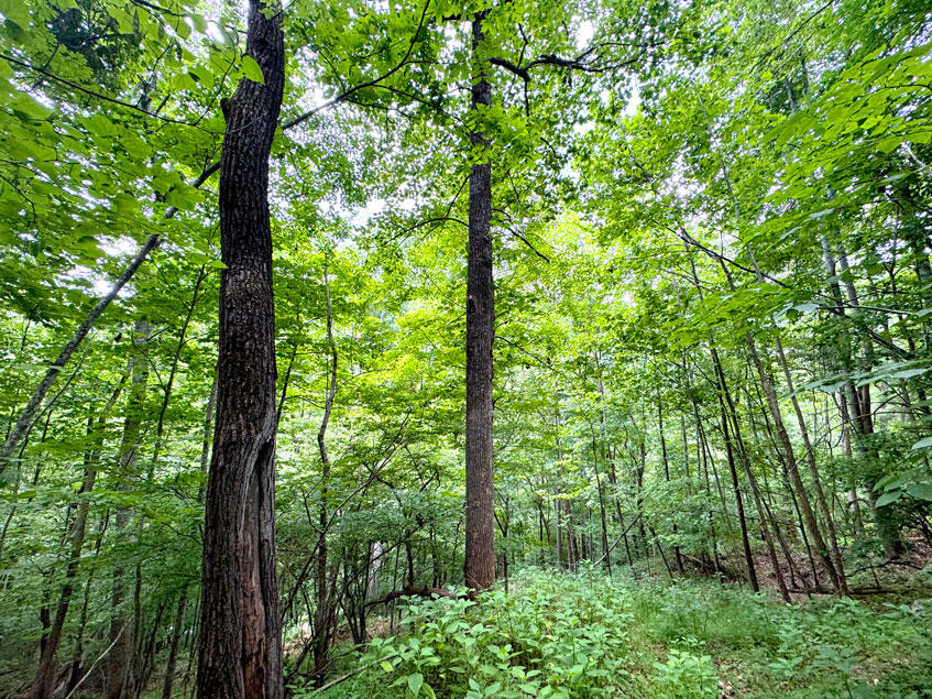 0 Lavender Road Shawsville, VA 24162 - Photo 33 of 47 a view of forest