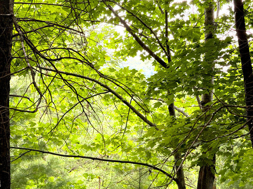 0 Lavender Road Shawsville, VA 24162 - Photo 36 of 47 a view of a tree