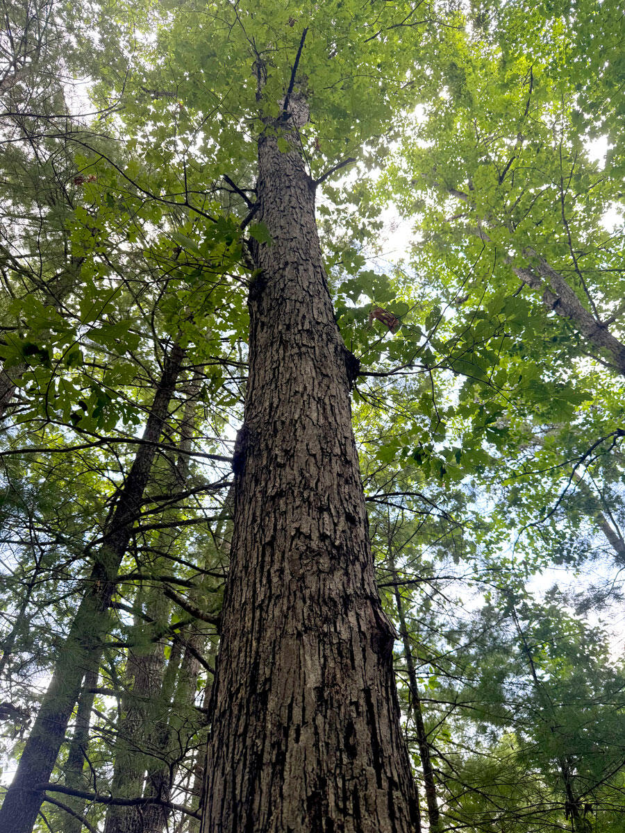 0 Lavender Road Shawsville, VA 24162 - Photo 39 of 47 a picture of tree