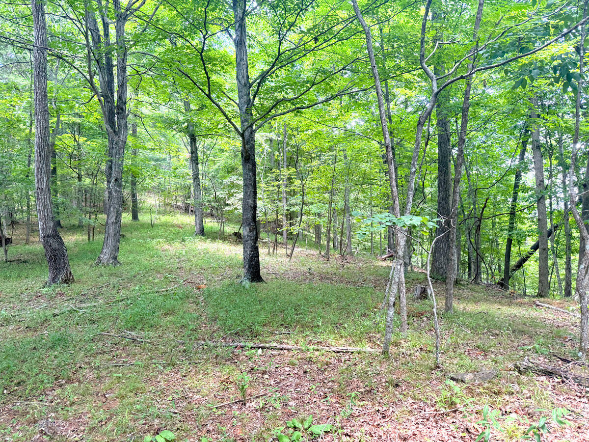 0 Lavender Road Shawsville, VA 24162 - Photo 40 of 47 a view of a tree in a park