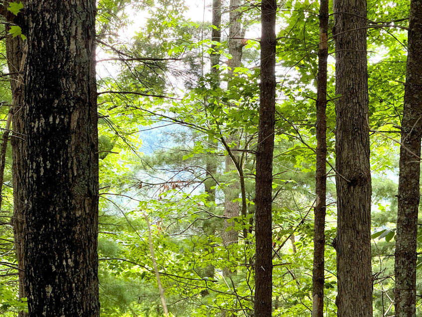 0 Lavender Road Shawsville, VA 24162 - Photo 41 of 47