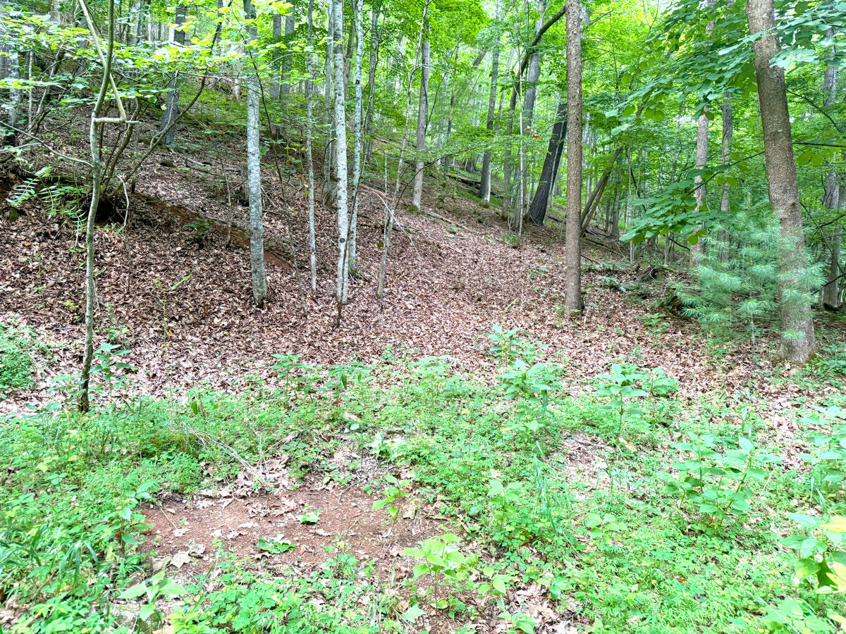 0 Lavender Road Shawsville, VA 24162 - Photo 47 of 47 a view of a forest with trees in the background