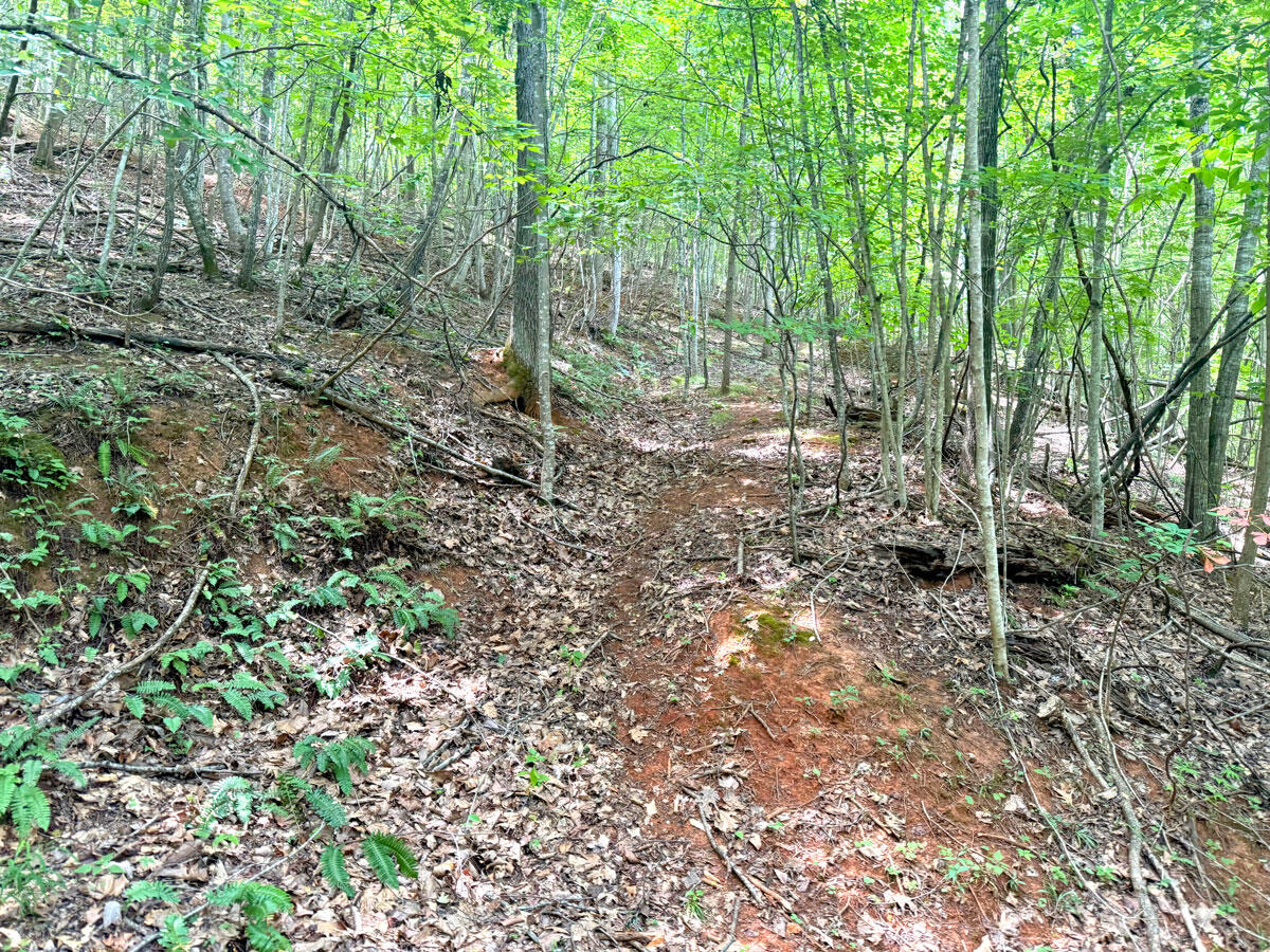 0 Lavender Road Shawsville, VA 24162 - Photo 5 of 47 a view of a forest with trees