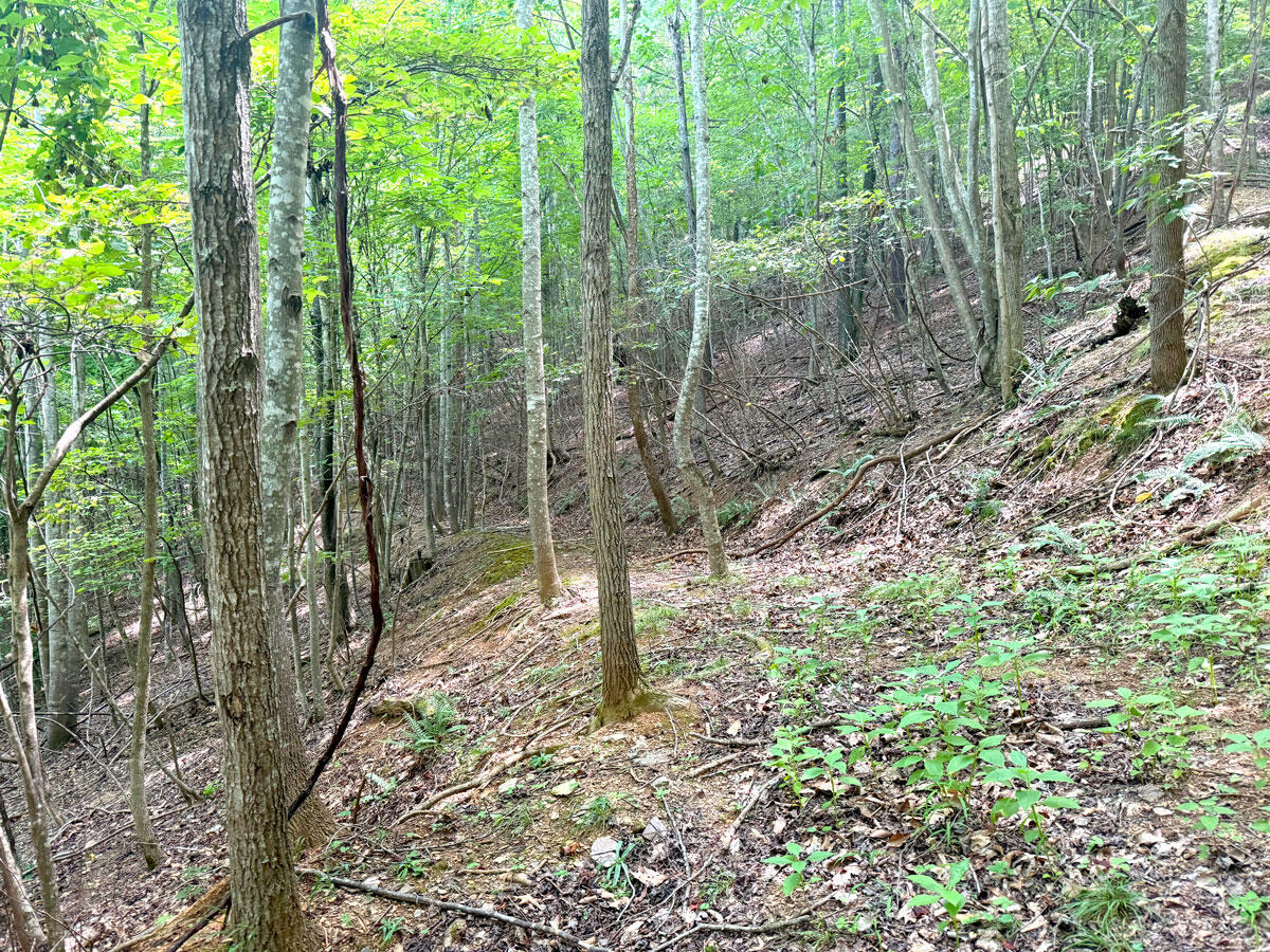 0 Lavender Road Shawsville, VA 24162 - Photo 6 of 47 a view of a forest with trees