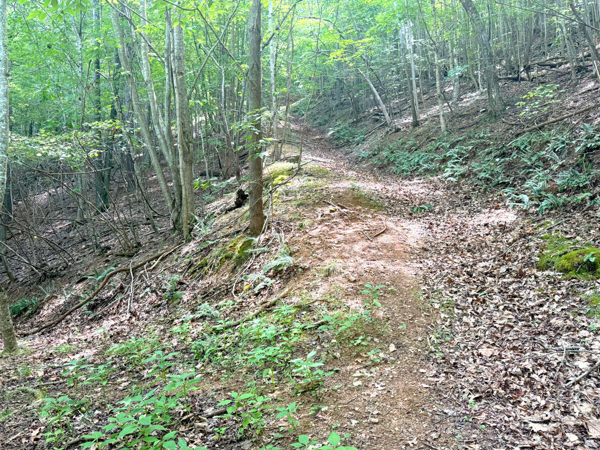 0 Lavender Road Shawsville, VA 24162 - Photo 7 of 47 a view of a forest with a tree