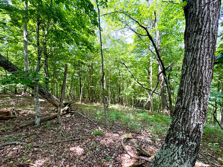 0 Lavender Road Shawsville, VA 24162 - Photo 9 of 47 a view of outdoor space and trees