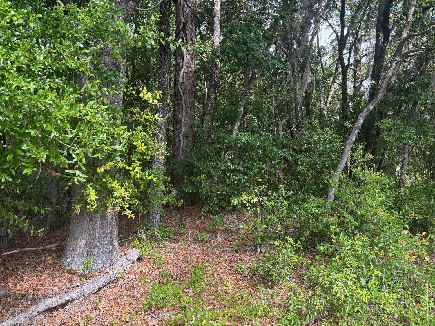 0 Southwest 30th Place Ocala, FL 34481 - Photo 1 of 4 a view of a forest with lots of trees