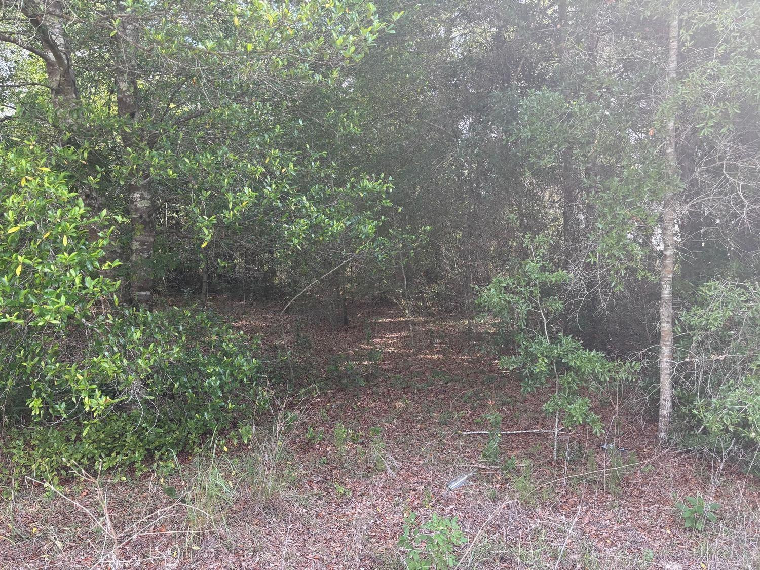 0 Southwest 30th Place Ocala, FL 34481 - Photo 2 of 4 a view of a yard