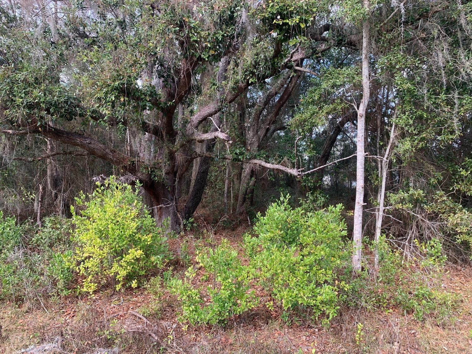 0 Southwest 30th Place Ocala, FL 34481 - Photo 3 of 4 a backyard of a house with lots of green space