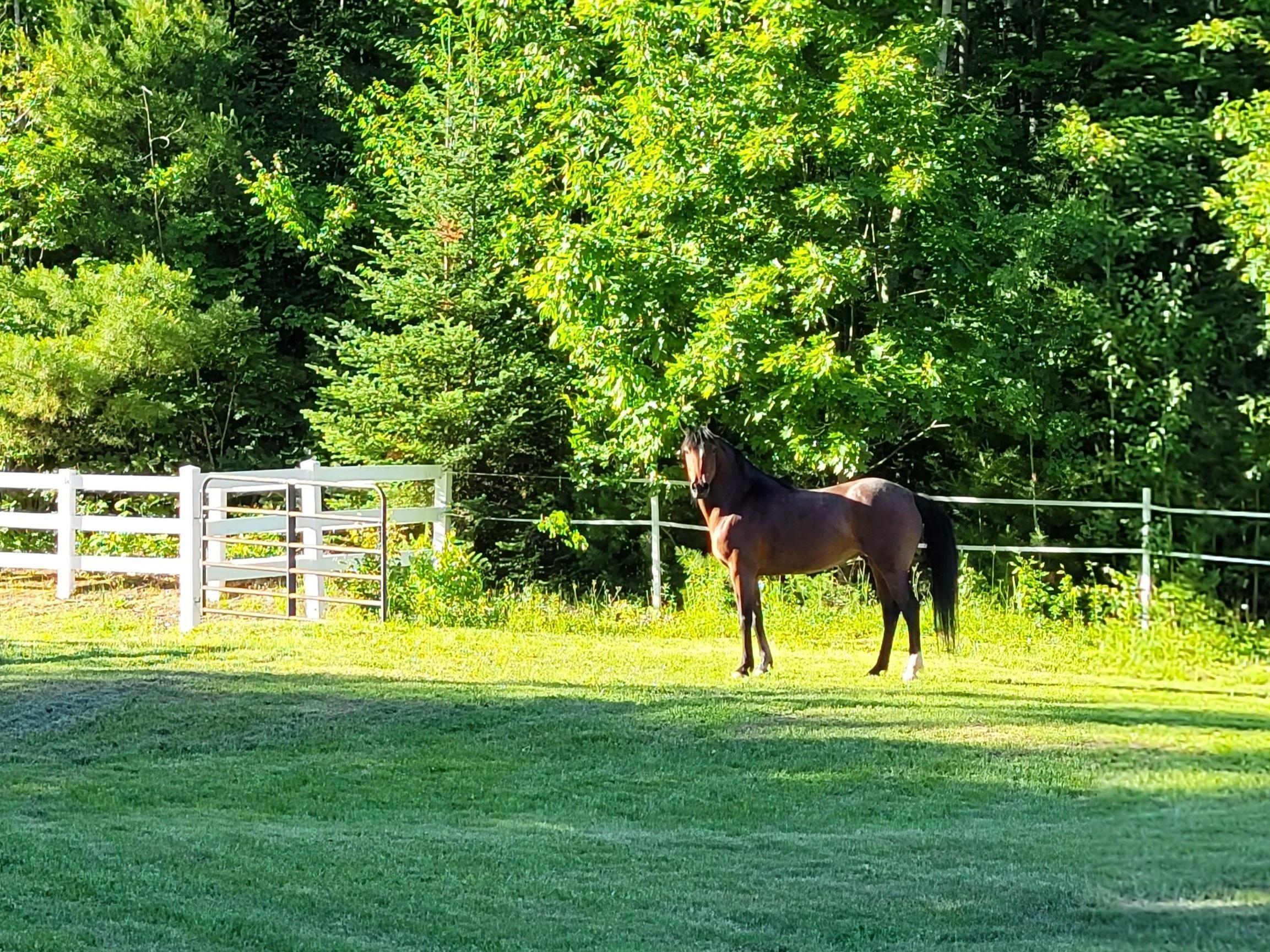 155 Kidder Road South China, ME 04358 - Photo 60 of 68 Paddock