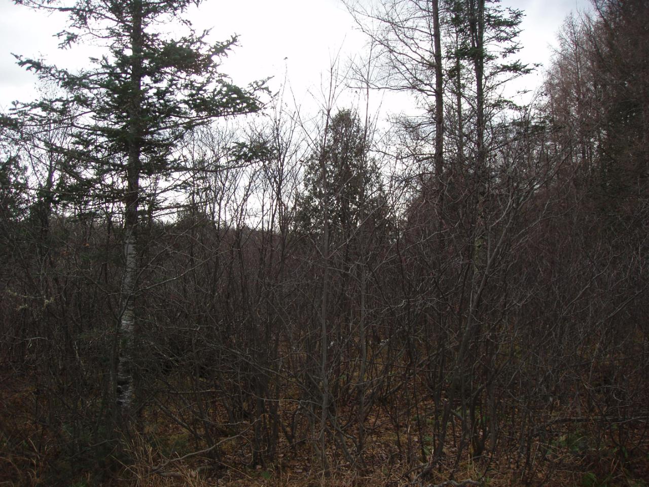 Off Lenz Road, Unit 40 ACRES Glidden, WI 54527 - Photo 2 of 5 Gallery Image 2