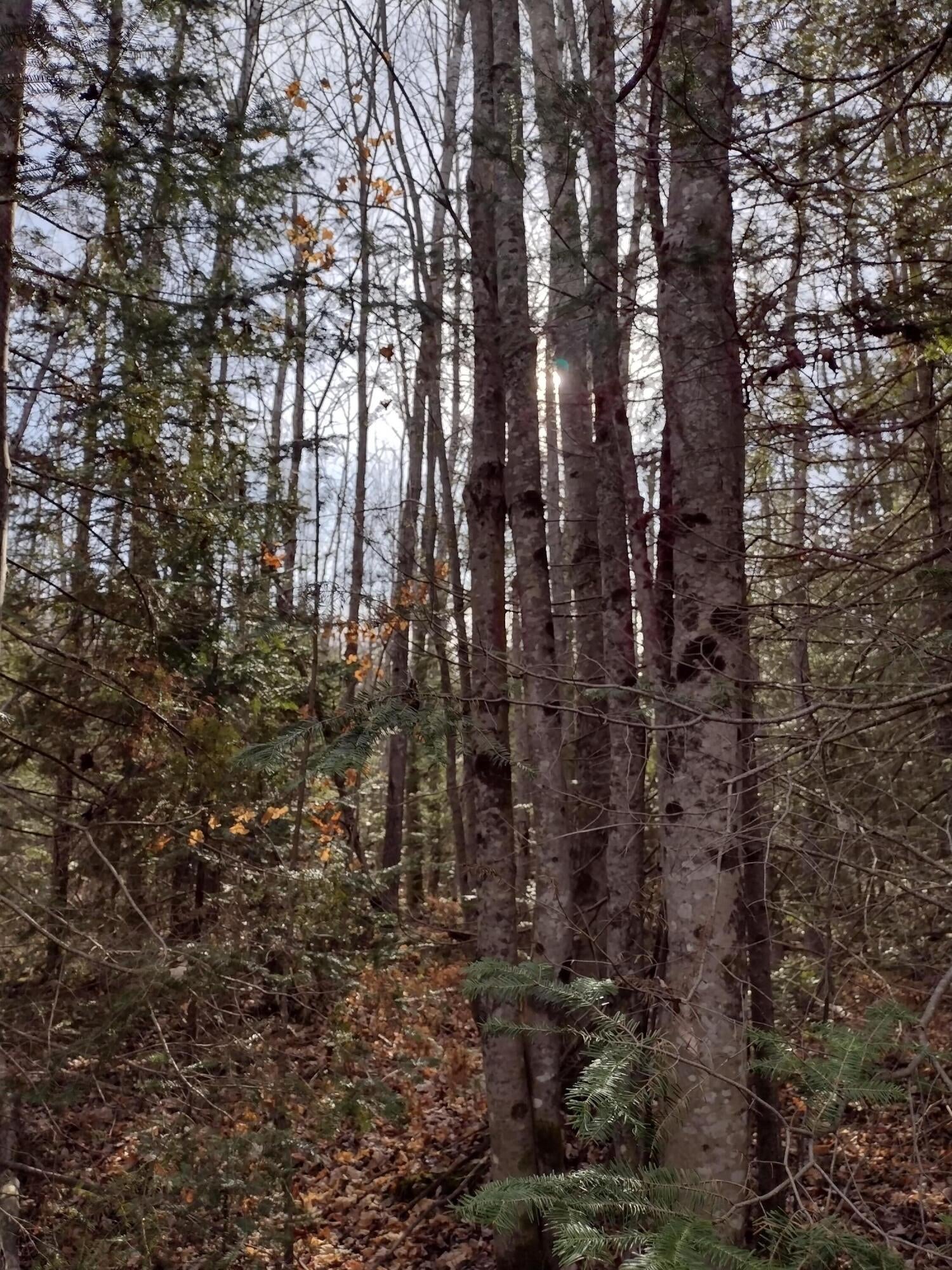 Old Mackinaw Road Cheboygan, MI 49721 - Photo 8 of 12 Gallery Image 8