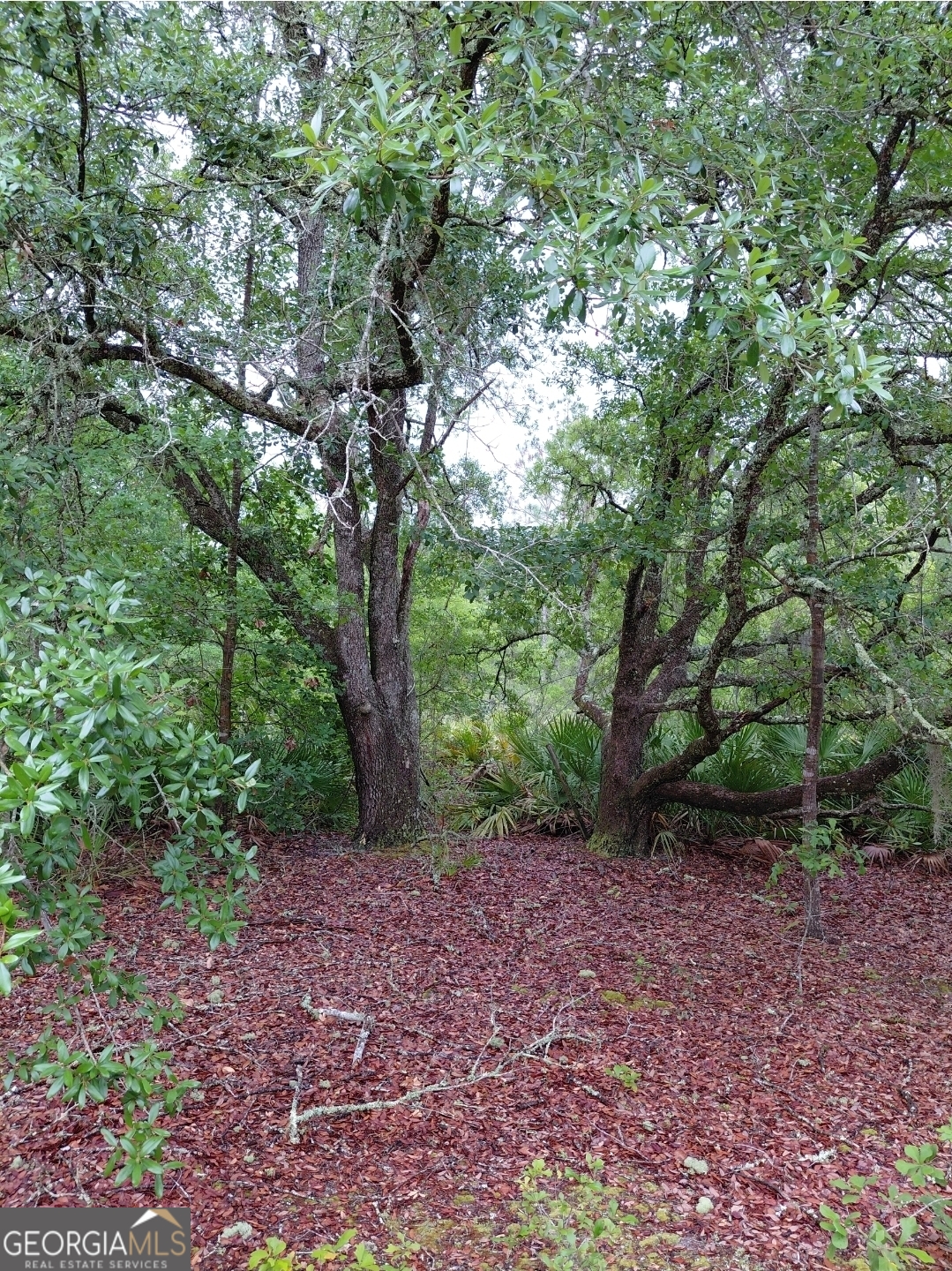 779 Ralph Davis Road, Unit 1 LAND LOT Folkston, GA 31537 - Photo 3 of 28 a view of a forest that has large trees