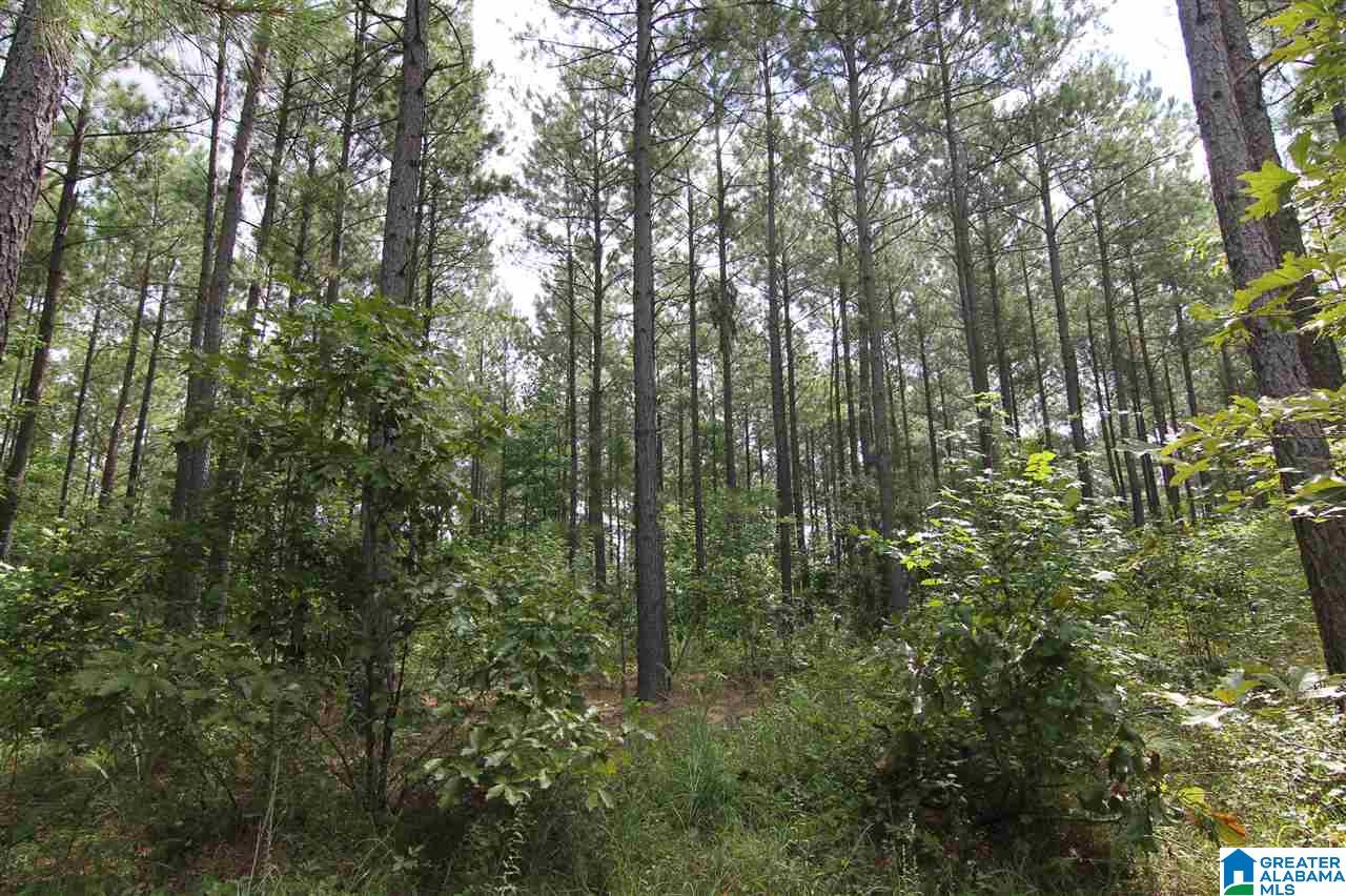 636 County Road, Unit 92 Roanoke, AL 36274 - Photo 7 of 11