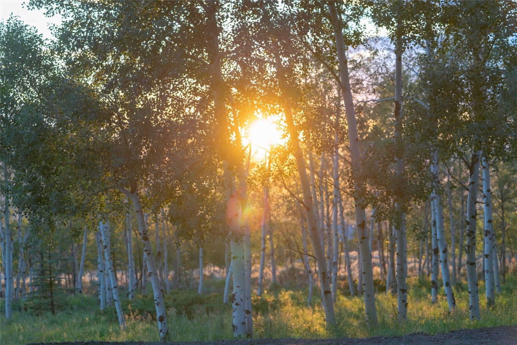 2150 Elk Run Road Silverthorne, CO 80498 - Photo 22 of 29 View of the sunset through aspen trees on the property.