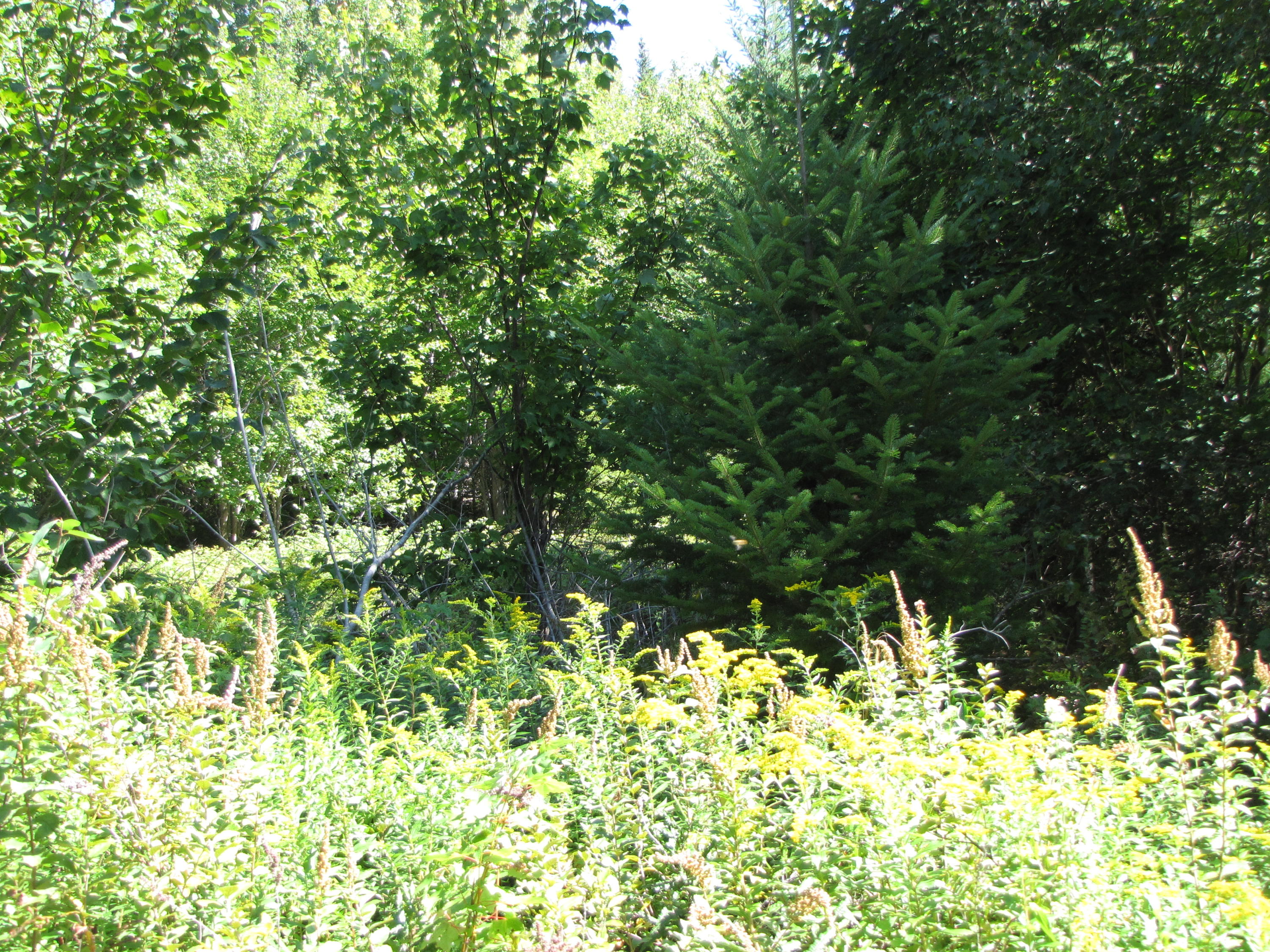 03 Plan Cherryfield, ME 04622 - Photo 12 of 36 IMG_0438