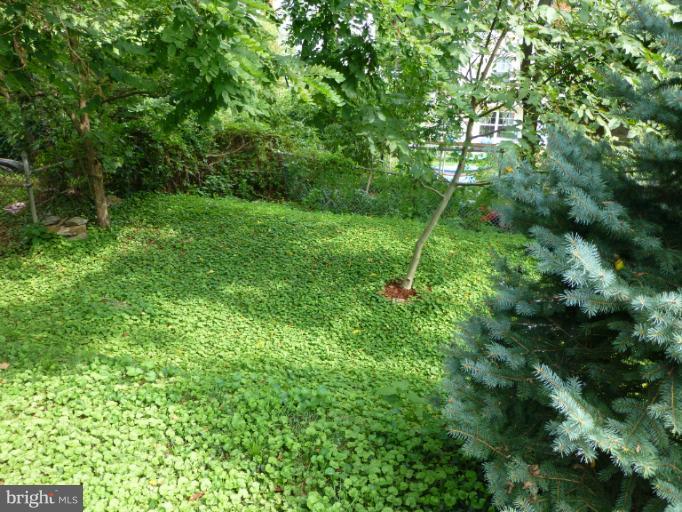 11925 Andrew Street Silver Spring, MD 20902 - Photo 22 of 23 a green field with lots of bushes