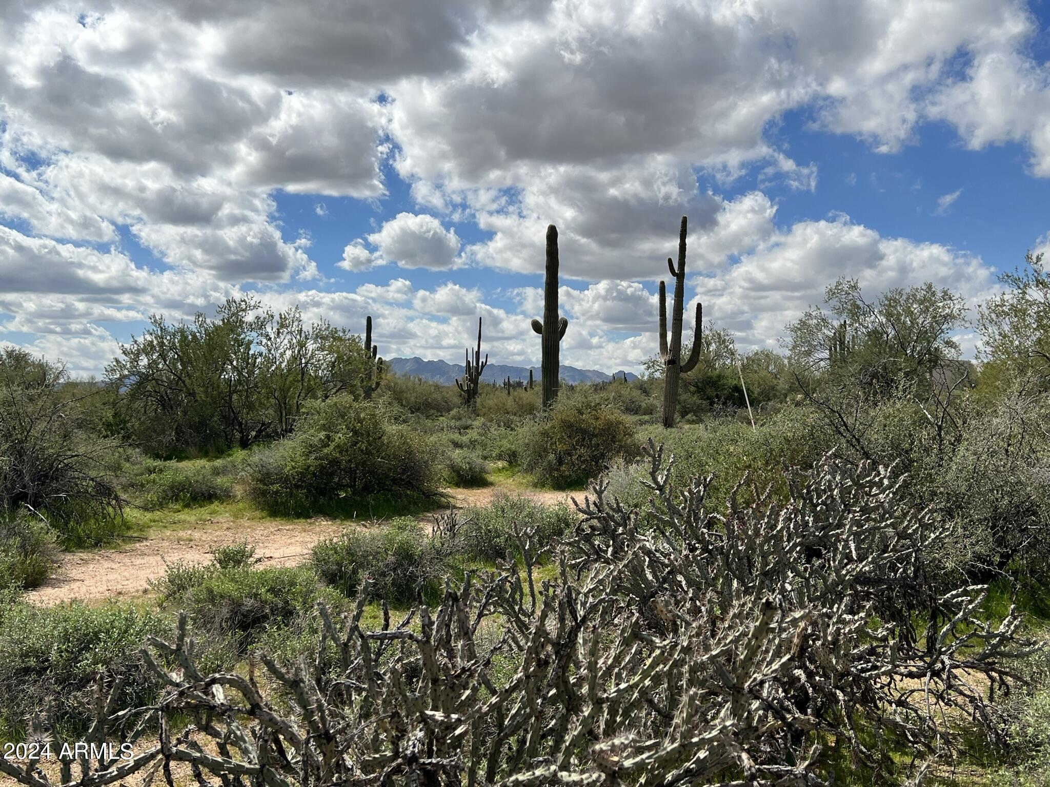 17400 East Lowden Road Rio Verde, AZ 85263 - Photo 2 of 24 Mature Desert Cactus & Saguaros