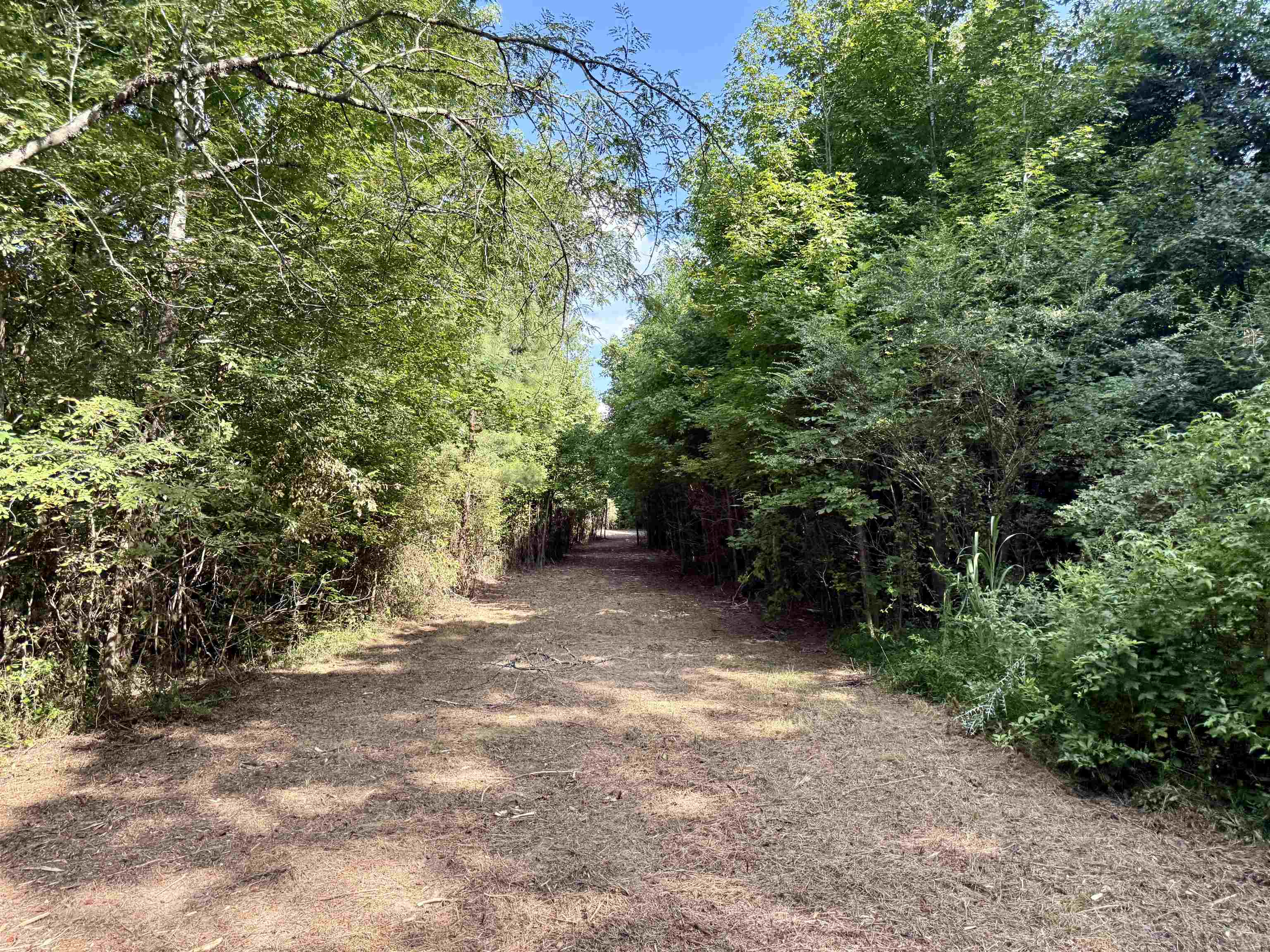 2360 Burnett Road Moscow, TN 38076 - Photo 21 of 34 a view of a forest with trees