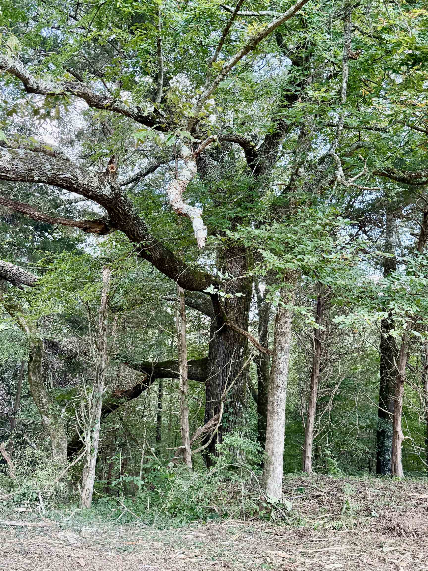 2360 Burnett Road Moscow, TN 38076 - Photo 23 of 33