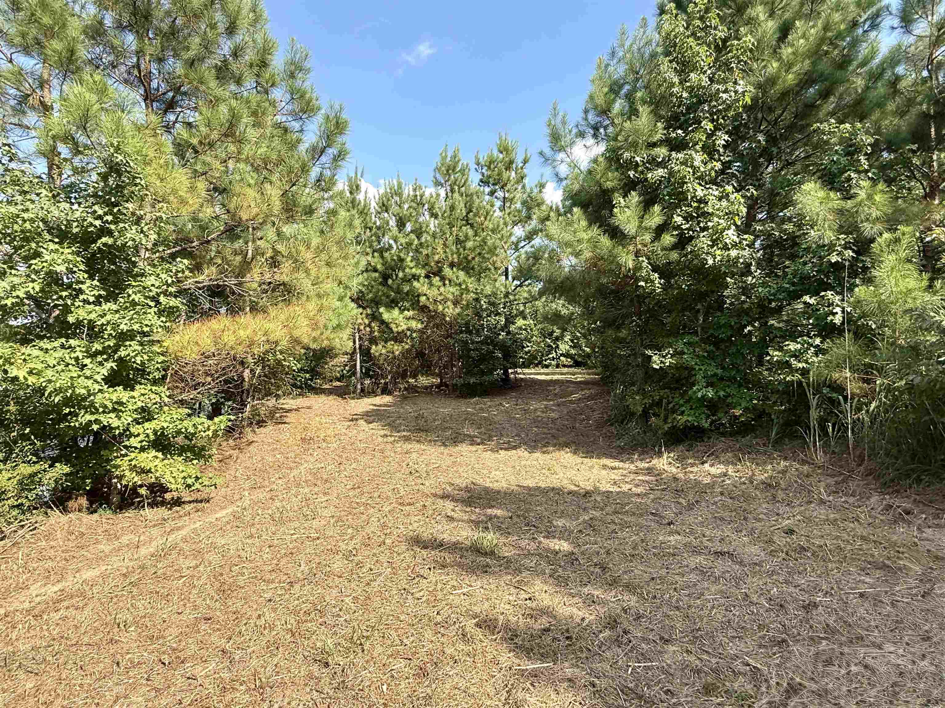 2360 Burnett Road Moscow, TN 38076 - Photo 24 of 34 a view of a yard with plants and trees