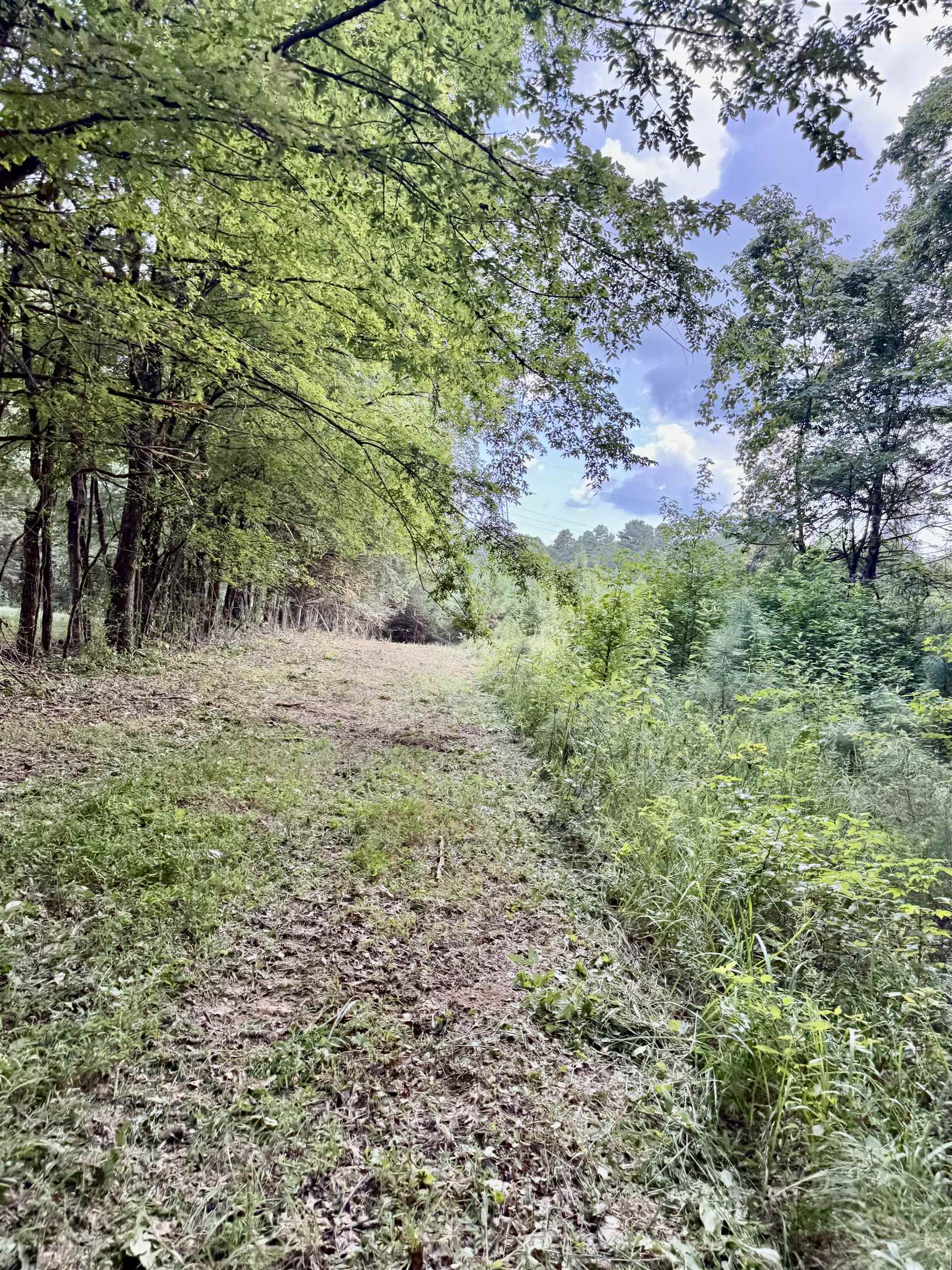 2360 Burnett Road Moscow, TN 38076 - Photo 26 of 34 a view of a yard with a tree