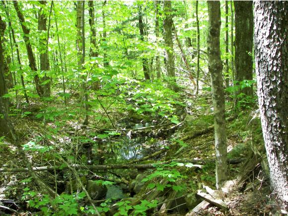 0 Off Driveway Of 2126 Goshen Ripton Road Brandon, VT 05733 - Photo 3 of 14
