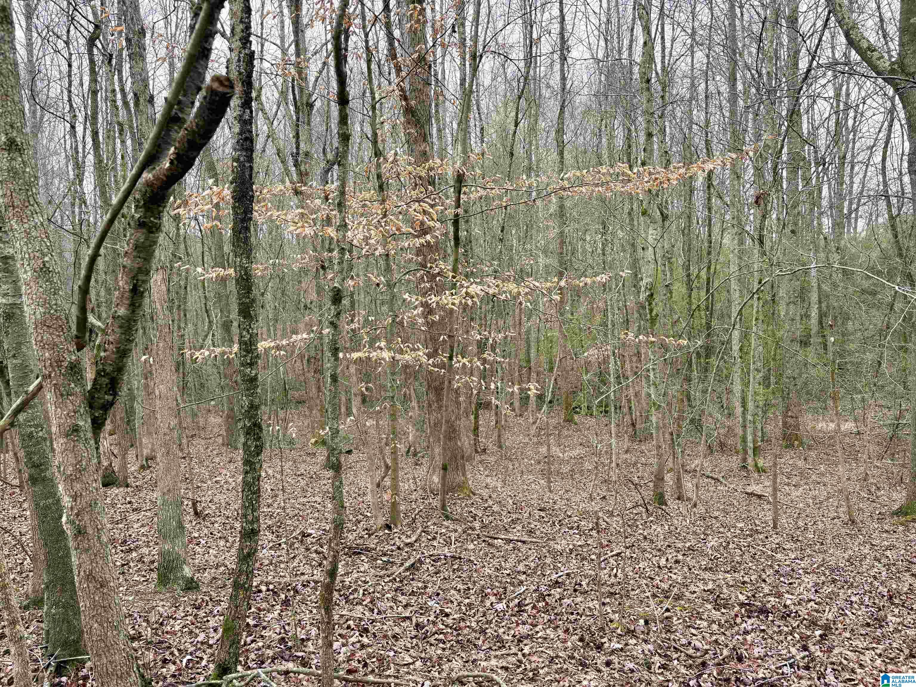 0 County Road 670, Unit 1 Ranburne, AL 36273 - Photo 6 of 18
