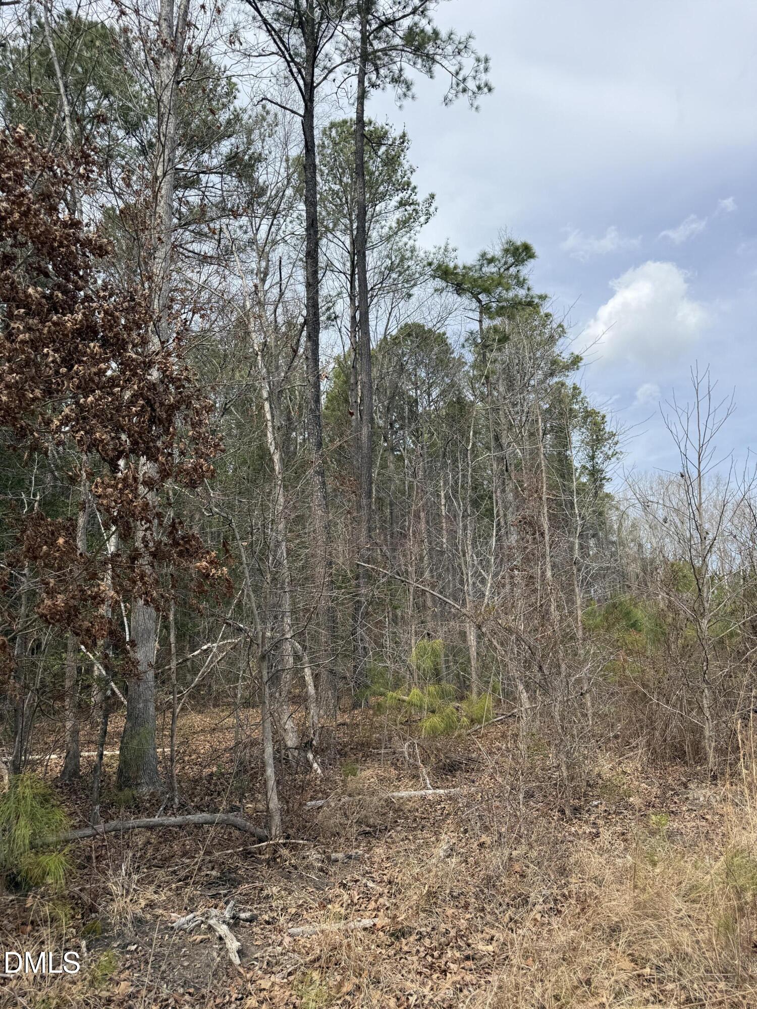 0 Instrument Drive Rocky Mount, NC 27804 - Photo 19 of 20 a view of a forest with large trees