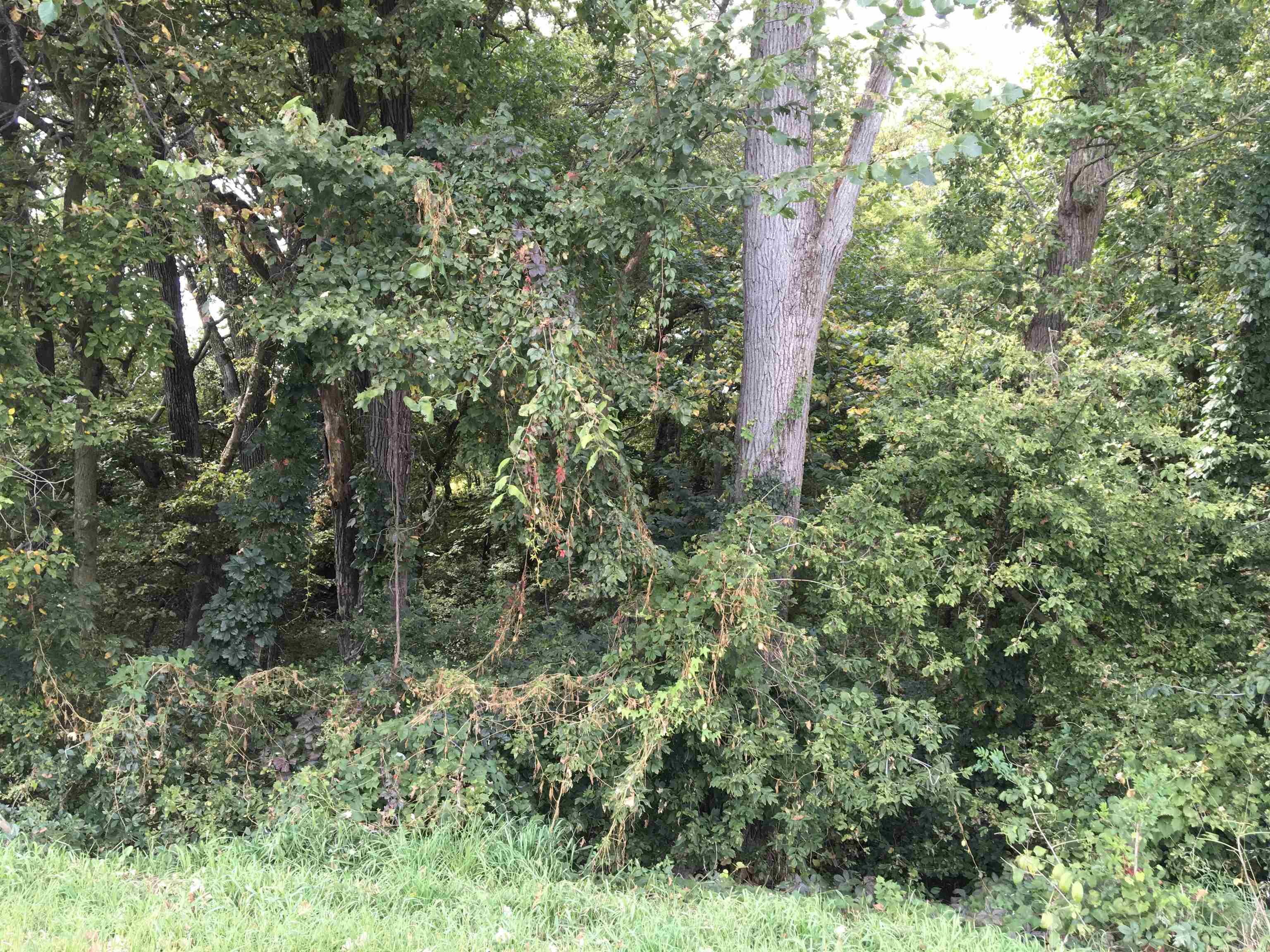 0 East Washington Street Stoughton, WI 53589 - Photo 4 of 14