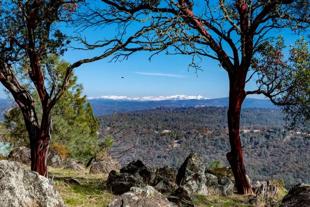 a view of a forest with a tree