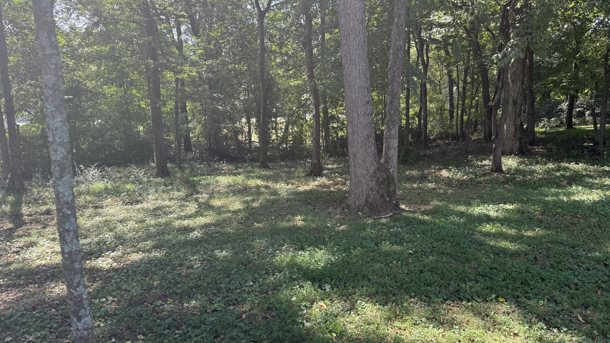 219 Waterloo Street Lawrenceburg, TN 38464 - Photo 38 of 39 a view of a tree in a yard