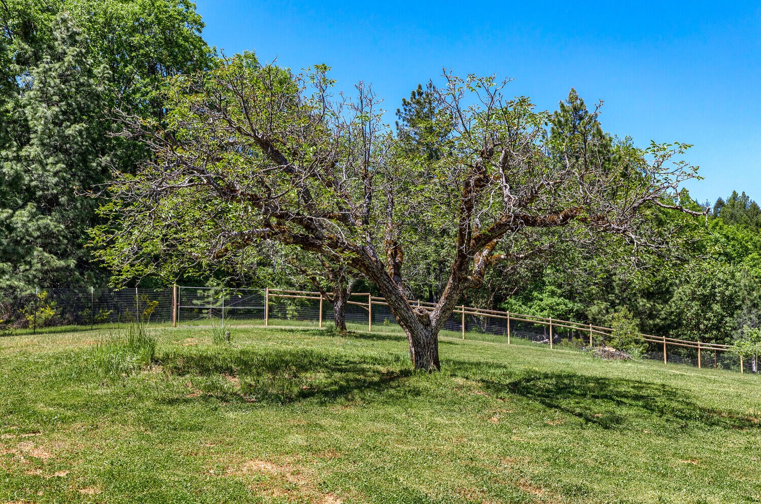 5916 Tunnel Loop Road Grants Pass, OR 97526 - Photo 32 of 65 03_Apex_TL_3_mls