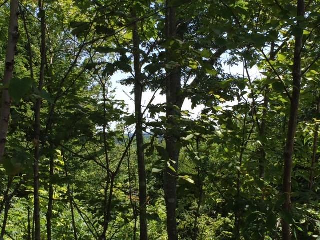 Lot 5-2 Jellison Meadow Road Ellsworth, ME 04605 - Photo 7 of 15 Photo