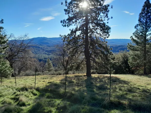 a view of a field with a tree in front of it