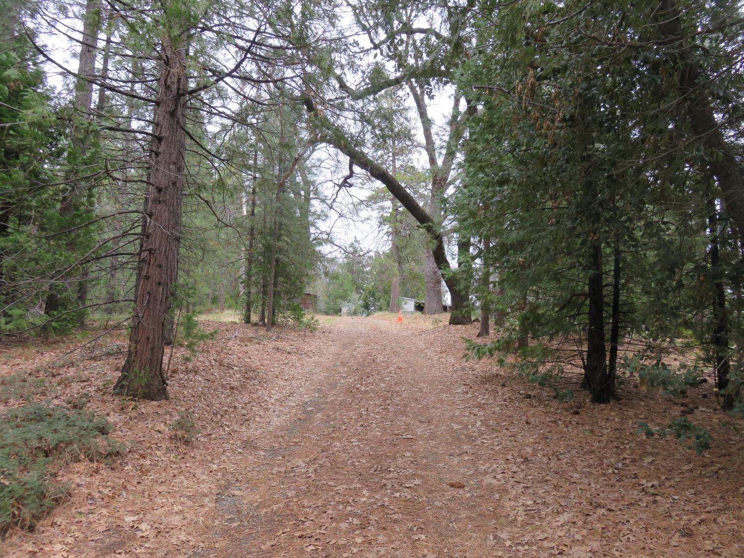 1975 Ridgecrest Way West Point, CA 95255 - Photo 38 of 71 a view of a forest with trees in the background