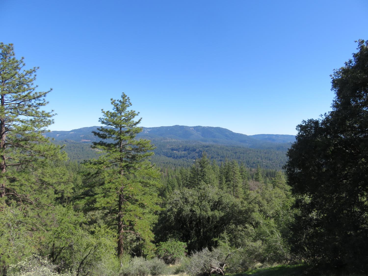 1975 Ridgecrest Way West Point, CA 95255 - Photo 62 of 71 a view of a lush green forest with trees in the background