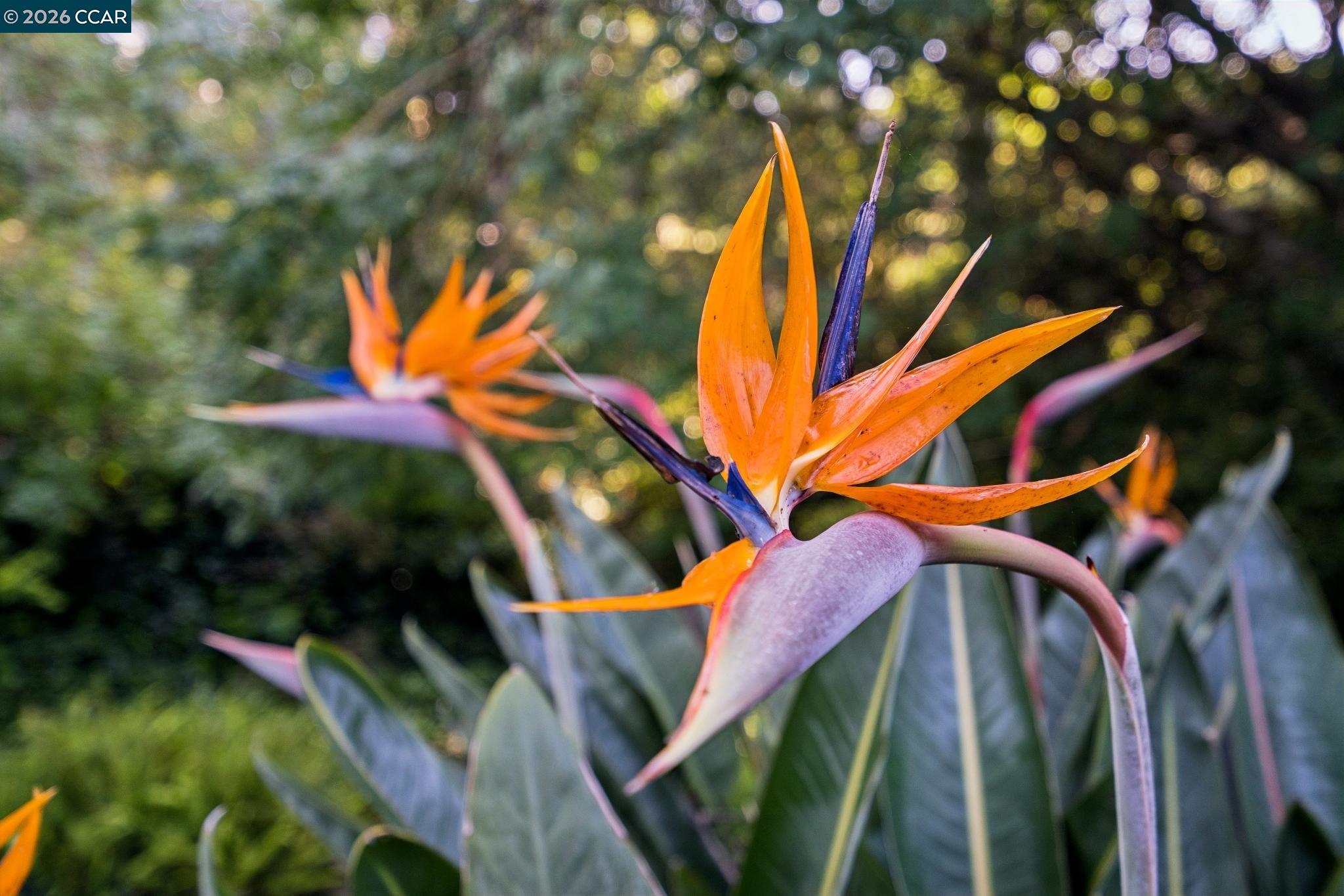 3345 Ridge Road Lafayette, CA 94549 - Photo 26 of 29